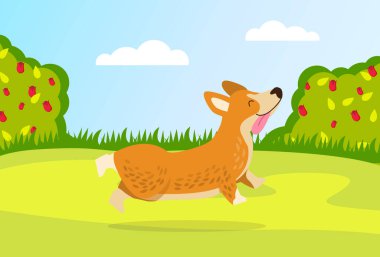 Küçük bir köpek bahçede bir yürüyüş için koşar. Gül çalıları, yeşil manzara. Mutlu Hayvan.