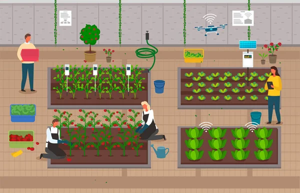 Los productores que utilizan tecnologías modernas para el cultivo de plantas ecológicas, control a distancia en el proceso, desarrollo de la granja — Vector de stock