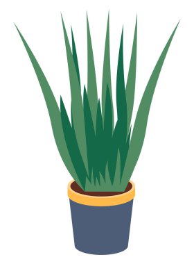 Seramik çömlekte uzun yapraklı dekoratif yeşil bitki, saksıda saksı. Ev içi fabrika