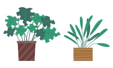 Saksılarda ya da saksılarda yetişen bitkiler. Bir grup yeşil ev bitkisi ve çiçek.