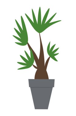 Seramik çömlekte uzun yapraklı dekoratif yeşil bitki, saksıda saksı. Ev içi fabrika