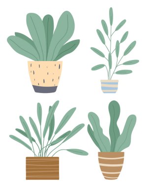 Saksılarda ya da saksılarda yetişen bitkiler. Bir grup yeşil ev bitkisi ve çiçek.