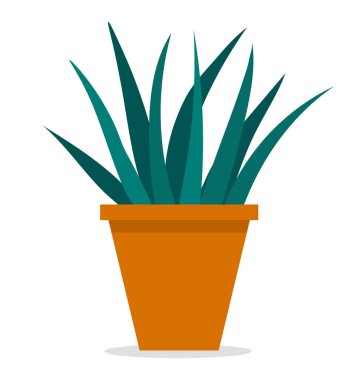 Seramik çömlekte uzun yapraklı dekoratif yeşil bitki, saksıda saksı. Ev içi fabrika