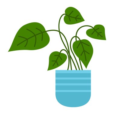 Seramik kapta kısa yapraklı dekoratif yeşil bitki, saksıda saksı. Ev içi fabrika