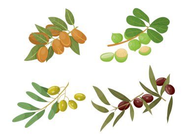 Castor ve Olive, Badem ve Macadamia Dalları