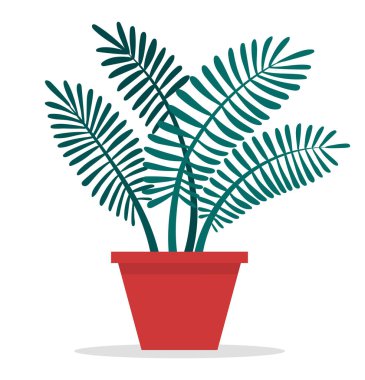 Seramik çömlekte uzun yapraklı dekoratif yeşil bitki, saksıda saksı. Ev içi fabrika