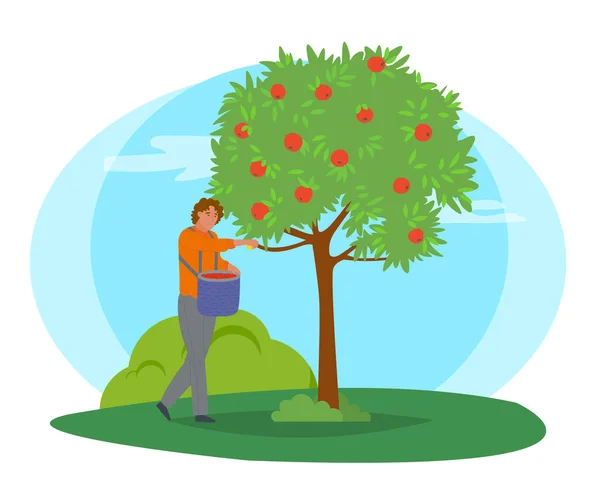 L'homme collecte des pommes dans un seau — Image vectorielle