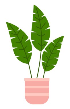 Seramik çömlekte uzun yapraklı dekoratif yeşil bitki, saksıda saksı. Ev içi fabrika