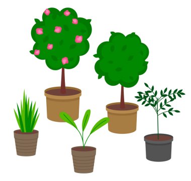 Çiçekli ve yapraklı saksı bitkileri. Beyaz konteynırlardaki ağaç ve çalılardan oluşan bir grup.