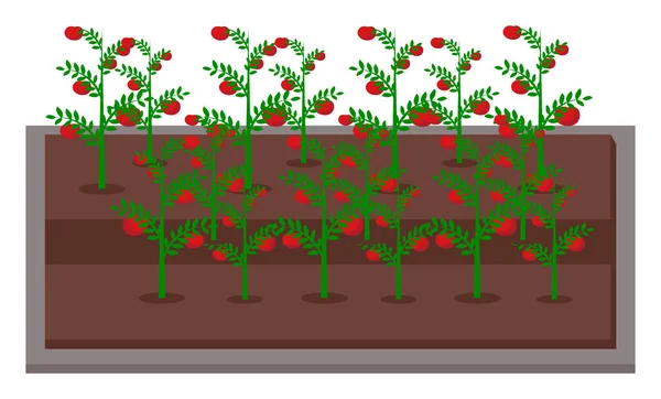 Tomatenanbau. Urban Farming, Gartenbau oder Landwirtschaft. Tomatenbüsche. Flaches Vektorbild — Stockvektor