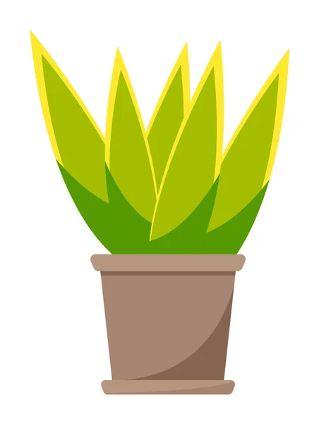 Pianta domestica verde in vaso di ceramica marrone. Illustrazione vettoriale piatta della pianta della stanza. Decorazione domestica — Vettoriale Stock