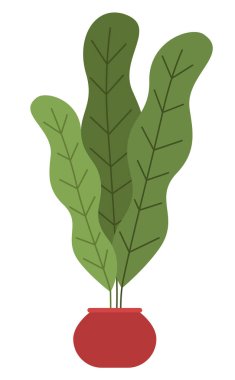 Seramik çömlekte uzun yapraklı dekoratif yeşil bitki, saksıda saksı. Ev içi fabrika