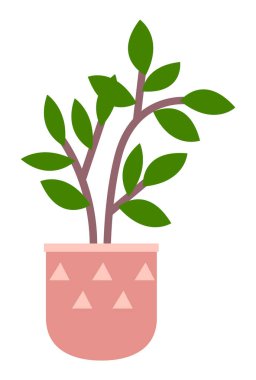 Seramik kapta kısa yapraklı dekoratif yeşil bitki, saksıda saksı. Ev içi fabrika