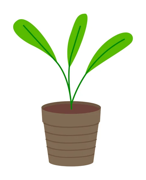 Dekorative grüne Pflanze mit langen Blättern im Keramiktopf, Topf mit Zimmerpflanze. Eigenheimpflanze — Stockvektor