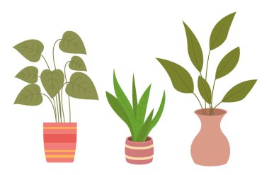 Dekoratif yeşil bitki seramik kapta uzun yapraklar, saksıda ev bitkisi. Ev içi fabrika