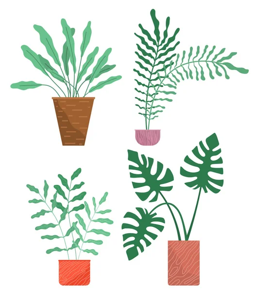 Plantas de casa evergreen em vaso. Ilustração estilo Eco, decoração moderna e elegante casa, flores vetoriais —  Vetores de Stock