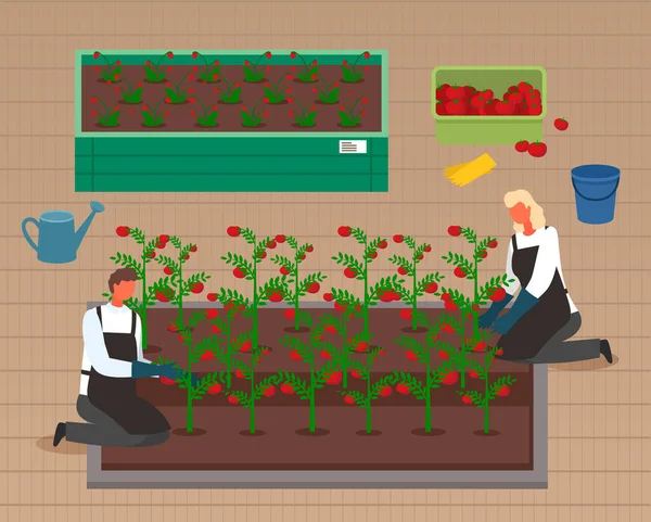 Městské zemědělství, zahradnictví nebo zemědělství. Muž a žena pěstující rajčata a bobule, sklizeň v krabici — Stockový vektor
