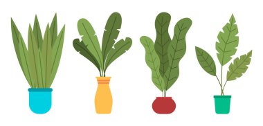 Dekoratif yeşil bitki seramik kapta uzun yapraklar, saksıda ev bitkisi. Ev içi fabrika