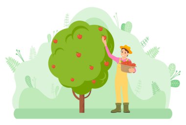 Bahçıvan bahçede elma hasat eder. Yeşil arka plan. Bahçıvanlık ve hasat. Açık hava işi.