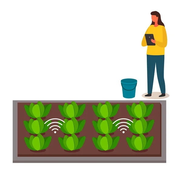 Mulher controla o crescimento de repolho cultivado em solo artificial. Sinal Wifi. Agricultura urbana moderna — Vetor de Stock