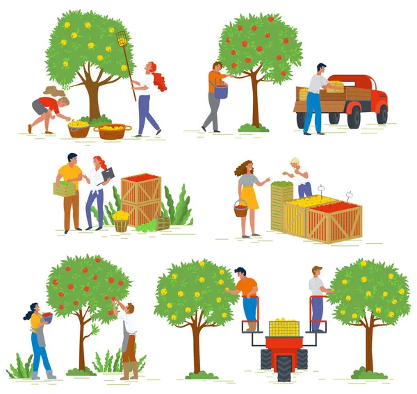 Picking Apples, Gardener in Orchard, Fruit Vector — Stock Vector