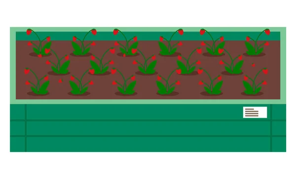 Erdbeeren wachsen in Holzkiste mit Erde, wachsen Beeren, Zuchtpflanzen wachsen Gartensetzlinge — Stockvektor
