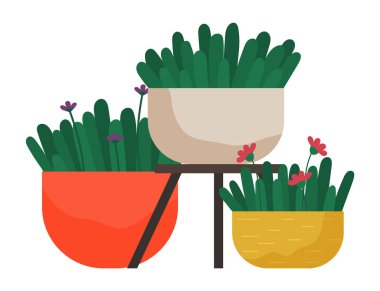 Dekoratif yeşil bitki seramik kapta uzun yapraklar, saksıda ev bitkisi. Ev içi fabrika