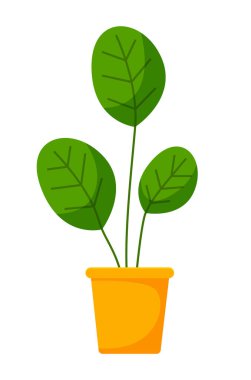 Seramik çömlekte uzun yapraklı dekoratif yeşil bitki, saksıda saksı. Ev içi fabrika