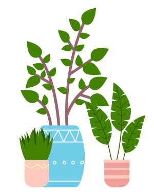 Dekoratif yeşil bitki seramik kapta uzun yapraklar, saksıda ev bitkisi. Ev içi fabrika