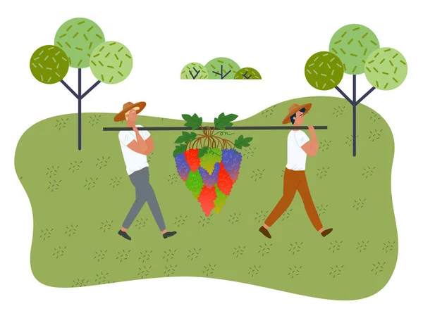 Männliche Figuren beim Traubenpflücken auf Weinbergplantagen. Bauern ernten reife Trauben bei der Herbsternte — Stockvektor