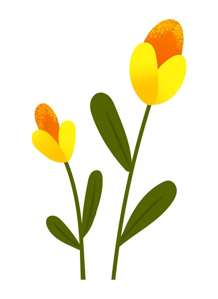 노랑 튤립은 흰색에 고립 된 꽃들이 봄에 핍니다. 휴일 국제 여성의 날 상징 — 스톡 벡터