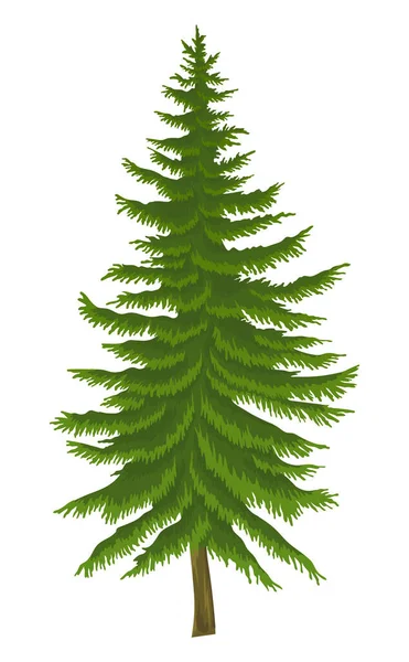 Мультфильм иллюстрация елки изолированы на белом фоне, вечнозеленое дерево, концепция природы — стоковый вектор