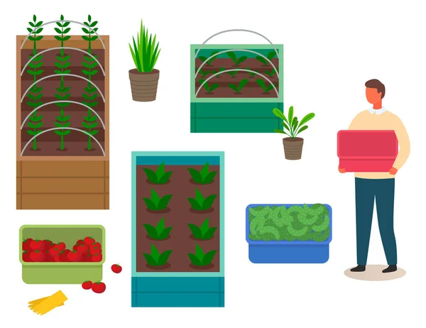 Kutularda boş plastik kutu, taze domates ve salatalık tutan yetişkin adam, tarım işgali. — Stok Vektör