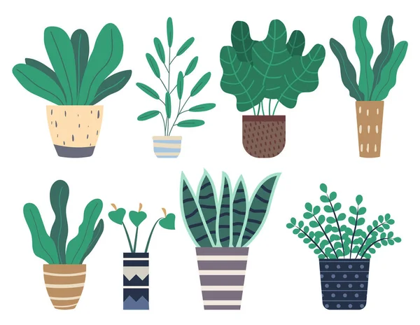 Plantas que crescem em vasos ou plantadores. Conjunto de plantas de interior verdes e flores — Vetor de Stock