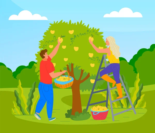 Farmer cueillant des pommes à partir de l'illustration vectorielle de l'arbre. Homme et femme récoltant des pommes mûres — Image vectorielle