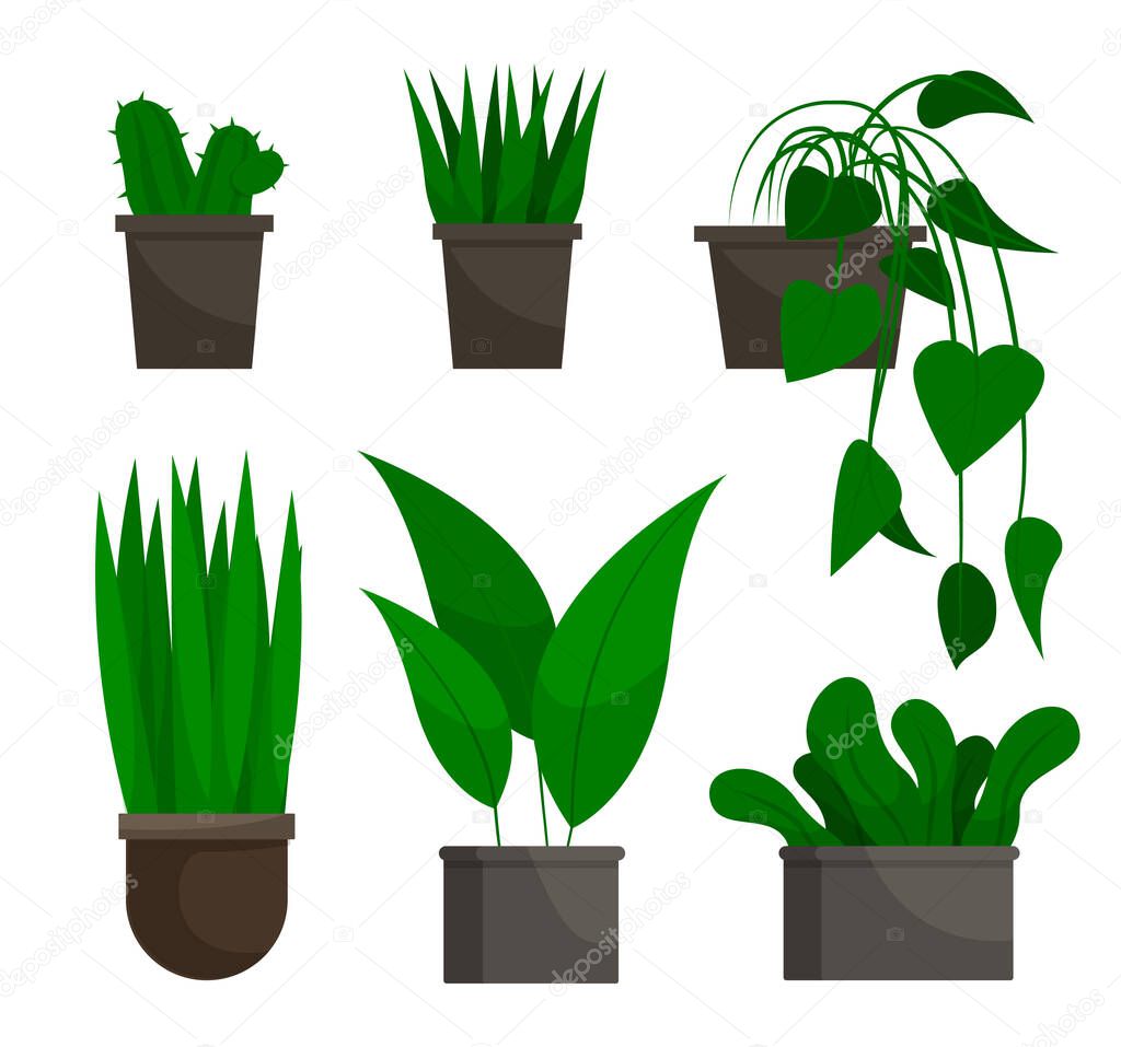 Houseplant Stem with Leaves in Flowerpot Vector
