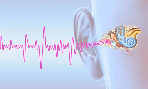 Anatomie de l'oreille humaine avec onde sonore, illustration médicalement 3D — Photo