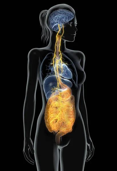 Nervo vago con stomaco doloroso e sistema digestivo, illustrazione medica 3D — Foto Stock
