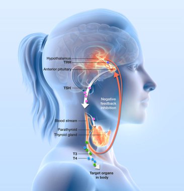 Hipotalamus, anterior hipofiz bezi, tiroid hormon ve tiroid bezi Paratiroid ile gösteren tiroid bezinin fonksiyonu çizim 