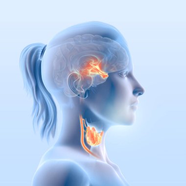     Hipotalamus, anterior hipofiz bezi, tiroid hormon ve tiroid bezi Paratiroid ile gösteren tiroid bezinin fonksiyonu çizim 