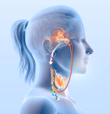     Hipotalamus, anterior hipofiz bezi, tiroid hormon ve tiroid bezi Paratiroid ile gösteren tiroid bezinin fonksiyonu çizim 