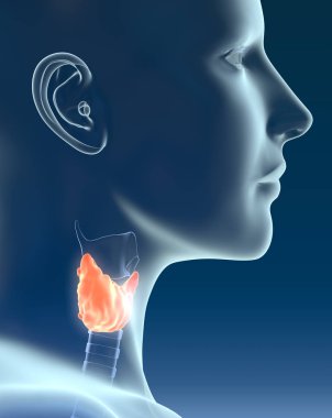 Medically illustration showing highlighted thyroid and parathyroid of a woman, medically 3D illustration on dark blue background. clipart