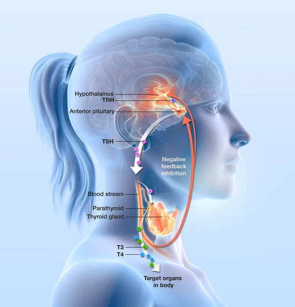 Thyroid gland function illustration showing hypothalamus, anterior pituitary gland, thyroid hormone and thyroid gland with parathyroid