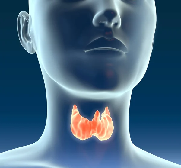 Medically Illustration Showing Highlighted Thyroid Woman Medically Illustration Dark Blue — Stock Photo, Image