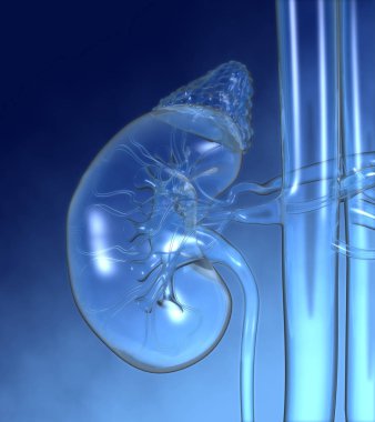 Üreter, böbrek üstü bezi ve gemiler, renkli m ile insan böbrek