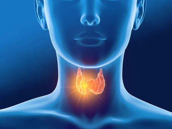 Glande thyroïde d'une femme, illustration médicalement 3D sur le dos bleu — Photo