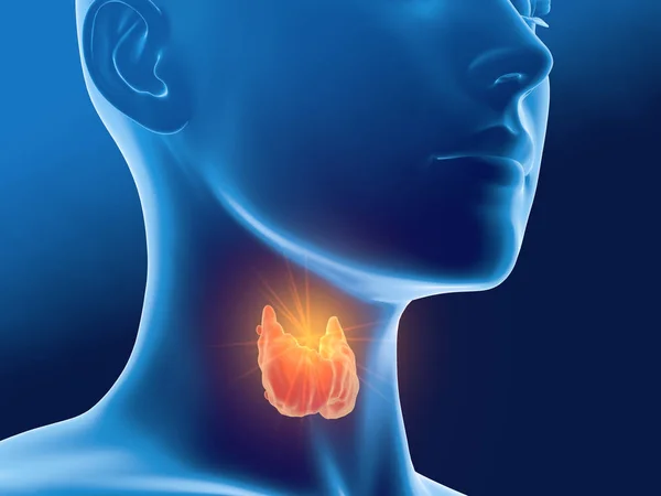 Ghiandola tiroidea di una donna, illustrazione medicalmente 3D su dorso blu — Foto Stock