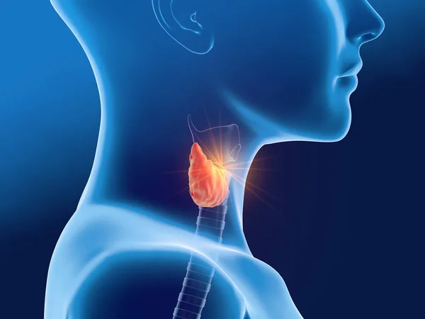 Ghiandola tiroidea di una donna, illustrazione medicalmente 3D su dorso blu — Foto Stock