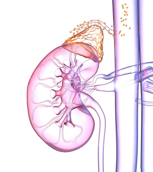 Riñón humano con glándula suprarrenal resaltada y hormonas flotantes — Foto de Stock