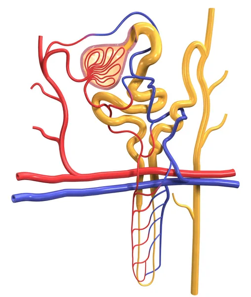 Структура нефрона в нирках, медично 3D ілюстрація — стокове фото